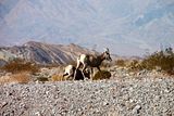 DPP_1816018.jpg image by crwidmann